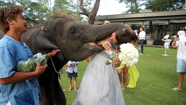 Indian elephant tried to eat Australian bridesmaid at Thailand wedding