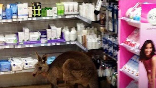 Kangaroo cornered in Melbourne Airport chemist