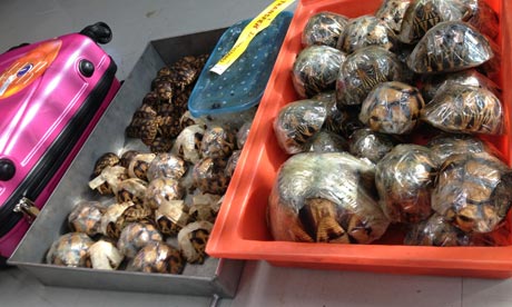 Hundreds of tortoises found in luggage at Thai airport