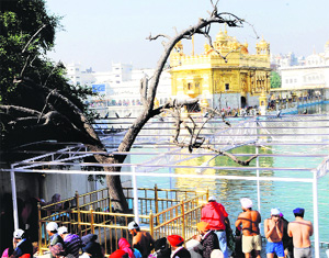 Efforts on to revive dying ‘Dukhbhanjni Beri’ at Harmandir Sahib