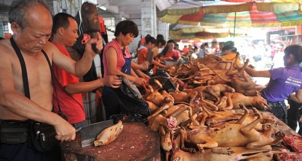 Dog eating festival in china