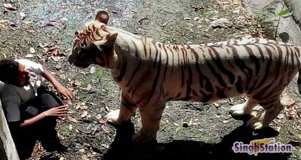 delhi-zoo-white-tiger-mauled-young-man