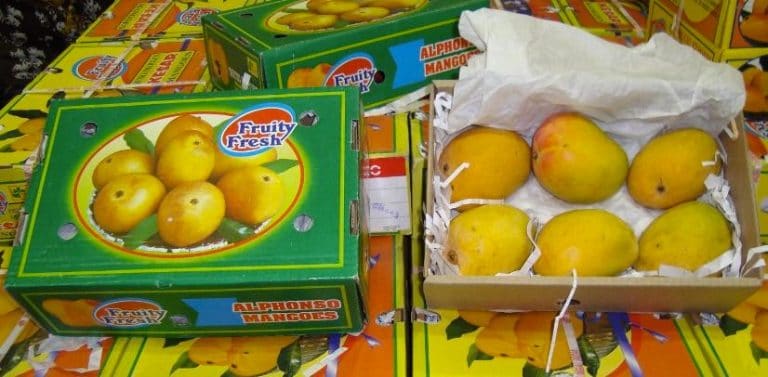 indian mangoes export australia