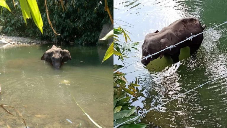 pregnant elephant killed kerala